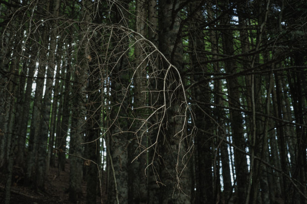 森林里干枯的树枝图片下载