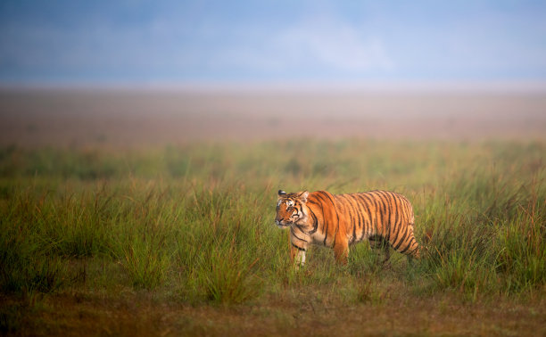 草地上的孟加拉虎图片下载