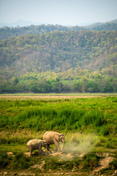吉姆·科比特国家公园里的大象——栖息地图片图片下载