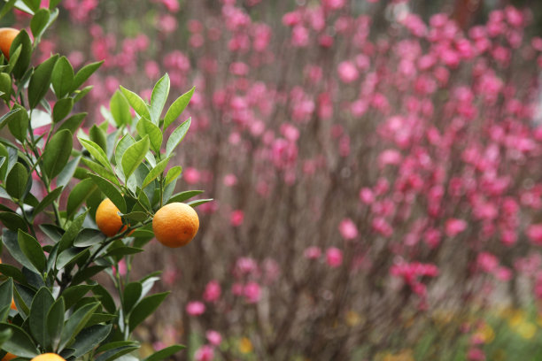 丰富的酸橙树和樱花作为背景图片下载