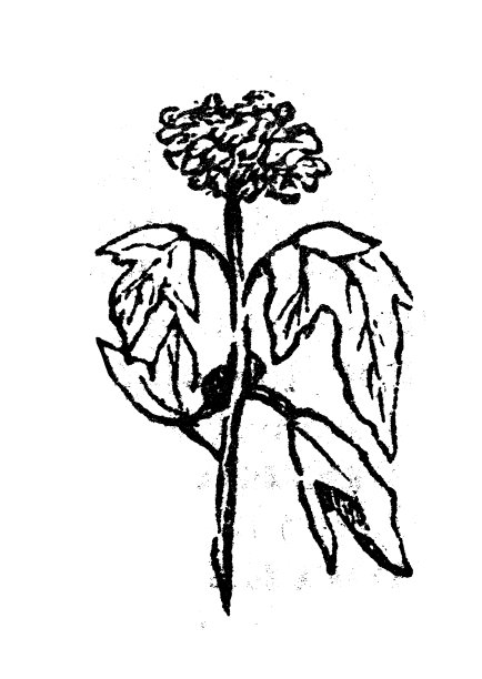 古玩雕刻插图:荚蒾opulus, guelder rose图片下载