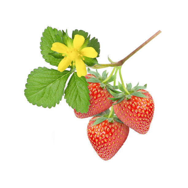 新鲜草莓，绿叶，树枝上有花，孤立在白色的树枝上图片下载