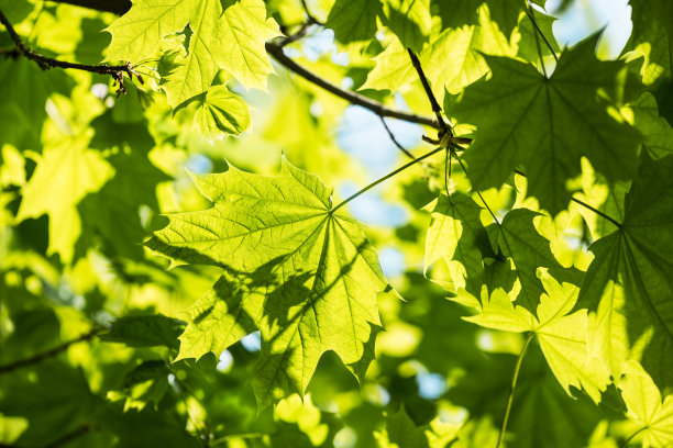 新鲜绿色的挪威枫树树叶在美丽生动的自然背景。宏碁platanoides图片下载