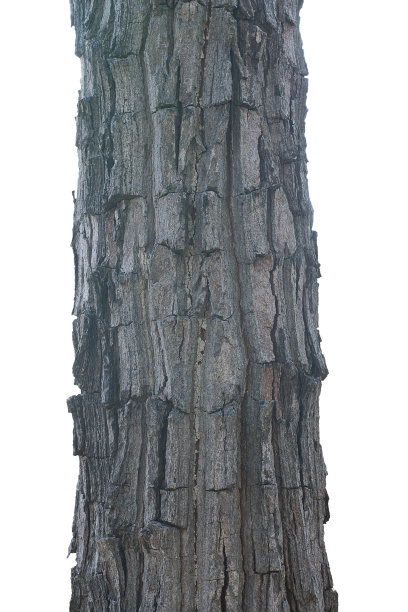 木材树在白色背景与剪辑路径图片下载