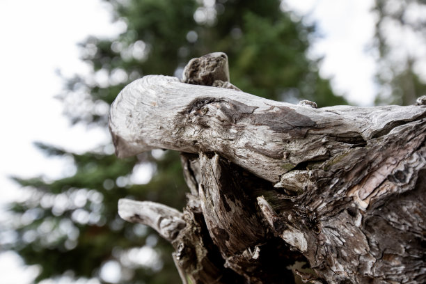 鹰的精神体现在一棵倒立的红雪松的根系中。图片下载