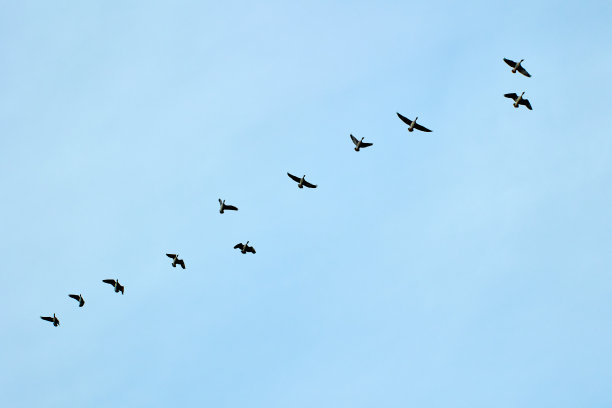 春天迁徙的大雁，成群的候鸟逆天排着队回家。图片下载
