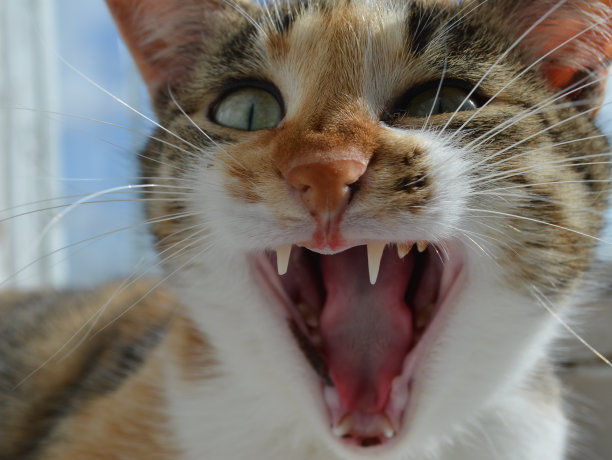 窗边一只打着哈欠昏昏欲睡的猫图片下载