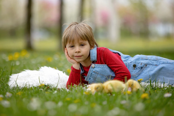 漂亮的学前班男孩，在公园里和小鸭子玩耍图片下载
