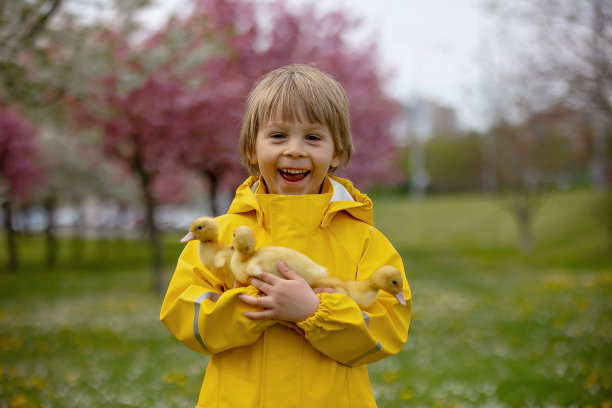 漂亮的学前班男孩，在公园里和小鸭子玩耍图片下载