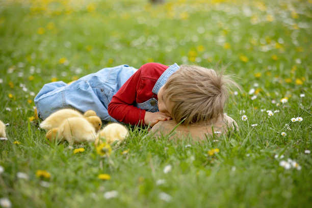 漂亮的学前班男孩，在公园里和小鸭子玩耍图片下载