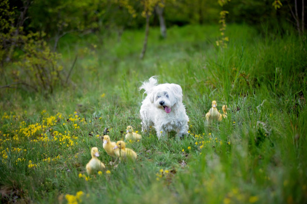 公园里的小鸭子，边走边吃图片下载