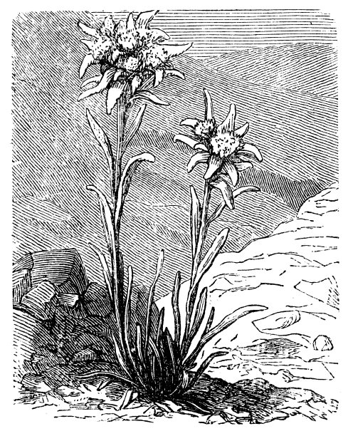 古代植物学插图:雪绒花图片下载