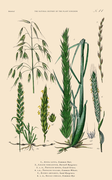 手工着色的植物雕刻，植物王国的历史，维多利亚植物插图，盘子11，大约1853年图片下载