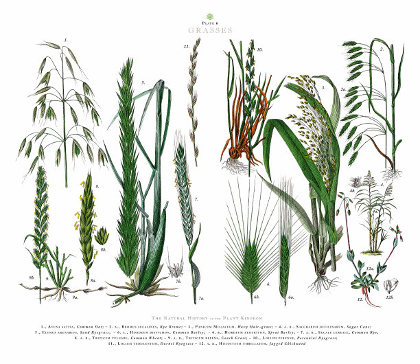 古董雕刻，草，植物王国，维多利亚植物插图，大约1853年图片下载