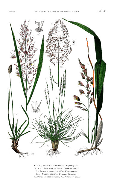 古董植物雕刻，植物王国的历史，维多利亚植物插图，盘子8，大约1853年图片下载