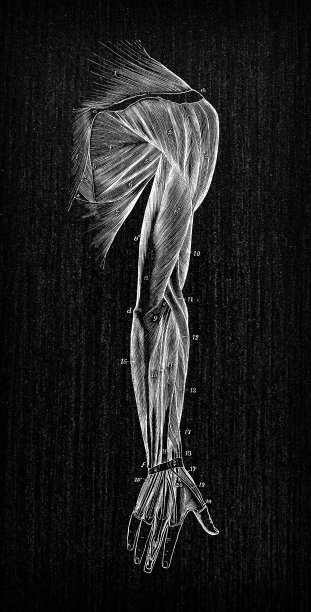 人体解剖学古董插图:手臂肌肉图片下载