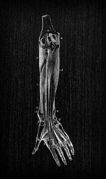 人体解剖学古董插图:手臂肌肉图片下载