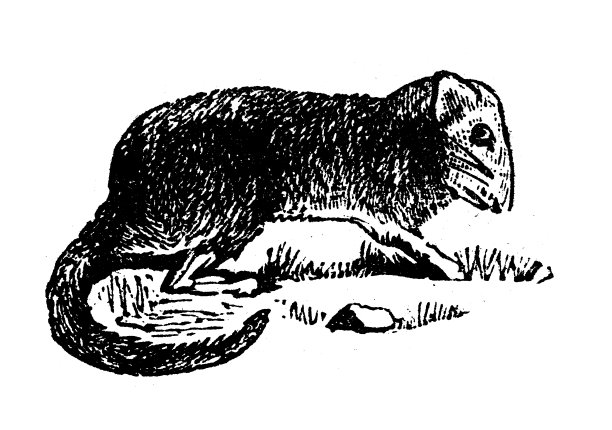 古玩雕刻插画:睡鼠图片下载