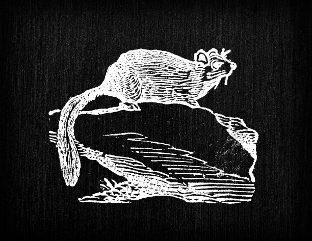古色古香的睡鼠插图图片下载