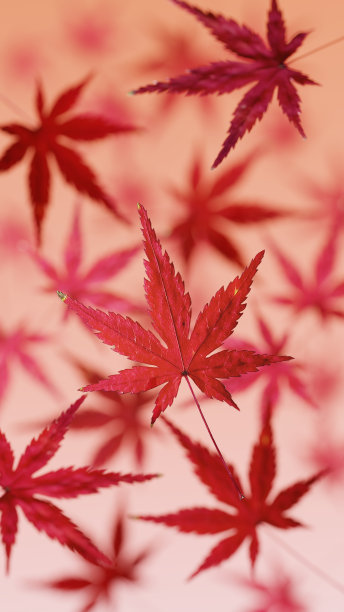 3 d演示。落叶。(垂直)图片下载