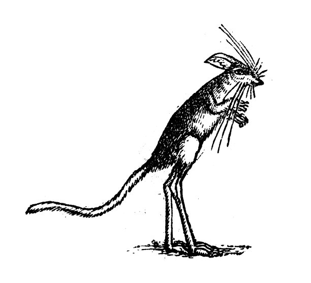 古董雕刻插画:Jerboa图片下载