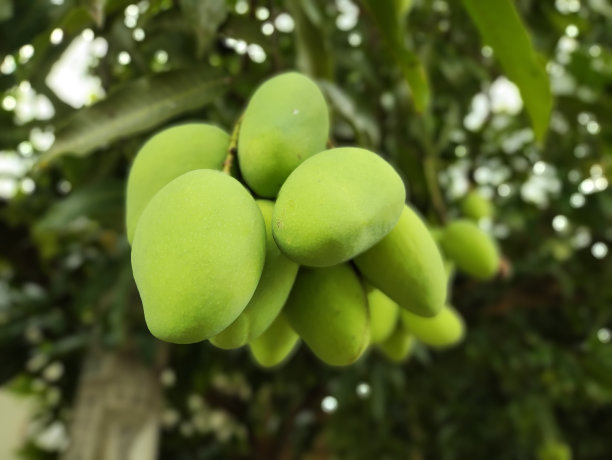 新鲜的青芒果图片下载