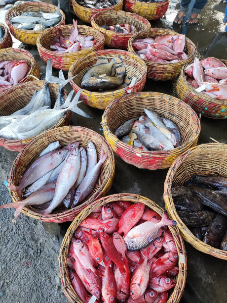 桶里的鱼图片下载