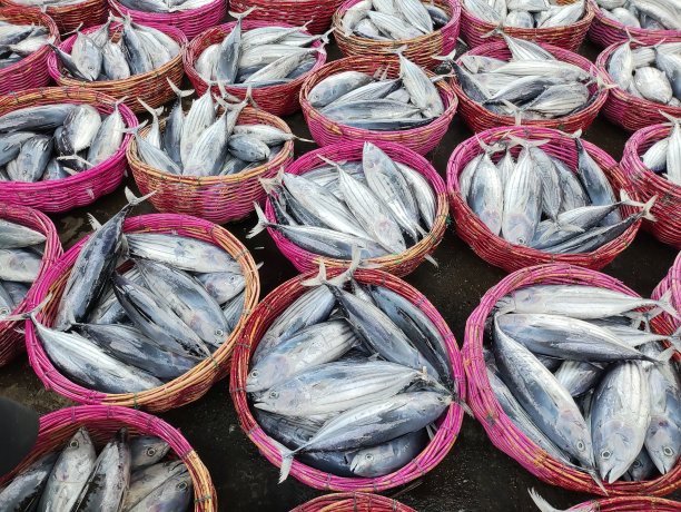 桶里的鱼图片下载