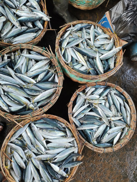 桶里的鱼图片下载