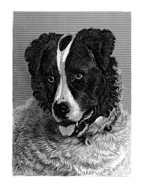 绵羊狗的肖像雕刻插图图片下载