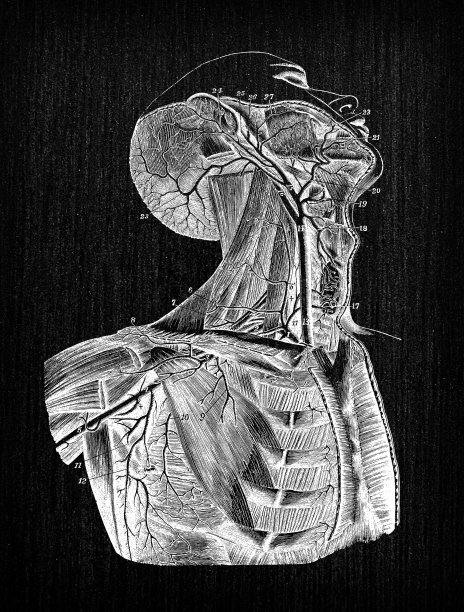 人体解剖学古董插图:颈动脉和颈部动脉图片下载