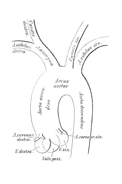 主动脉弓的原始分支图片下载