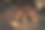 烤栗子装在纸袋里，表面锈迹斑斑。暗低调的照片。街边小吃的概念。选择性对焦，模糊背景。图片下载
