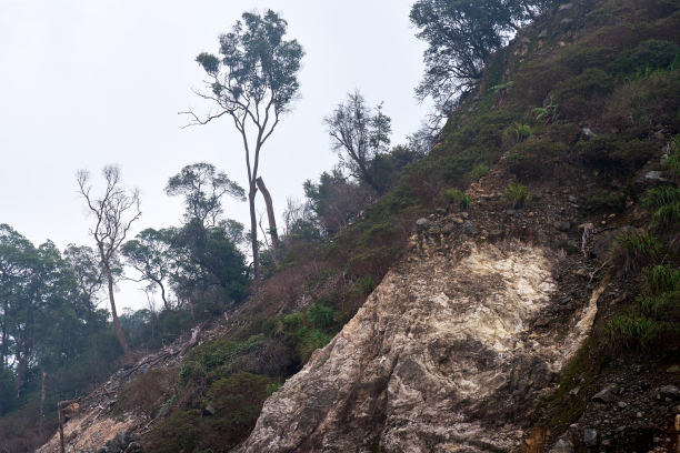 在倒下的树木中，风景秀丽的陡峭悬崖图片下载