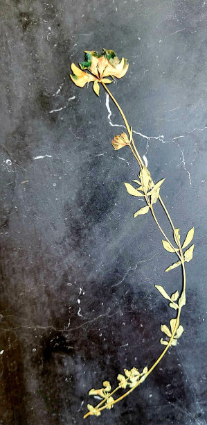 植物标本图片下载