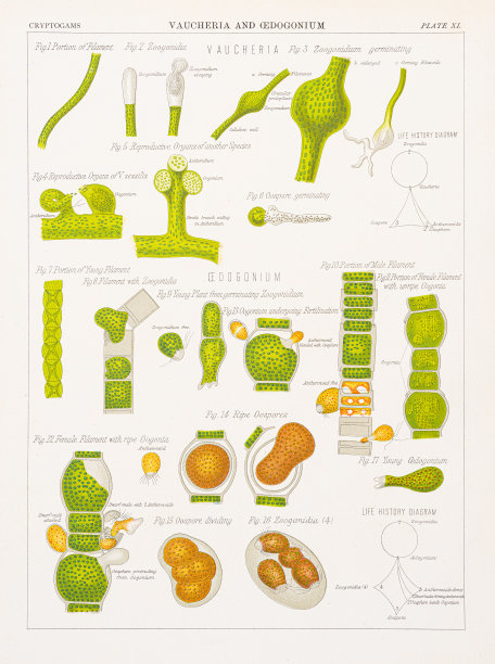 水毡藻色版印刷1883年图片下载