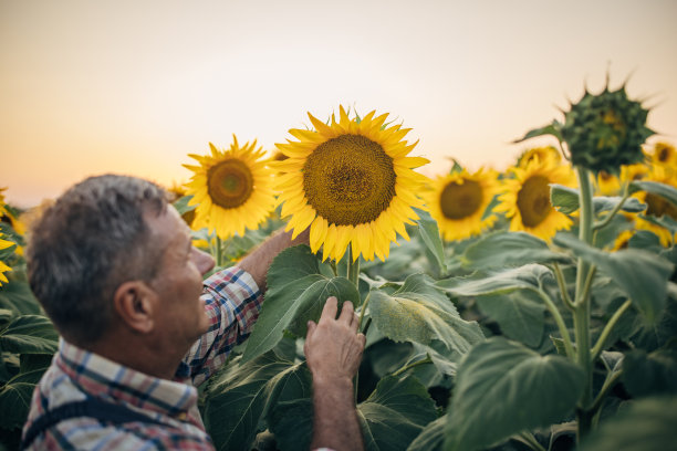 农业职业，种植向日葵图片下载