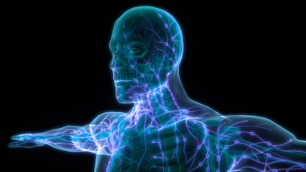 人体内部系统淋巴结解剖学图片下载