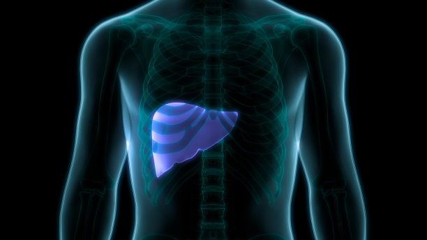 人体内部消化器官和肝脏解剖图片下载