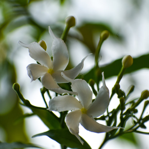 茉莉属花图片下载