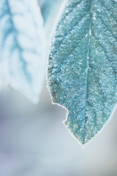 冬季冰冻的树叶图片下载