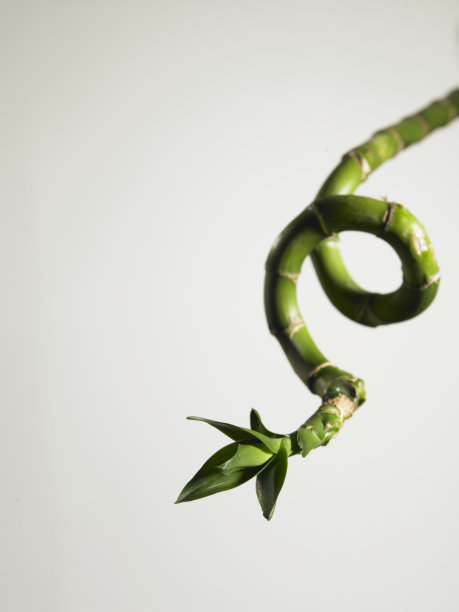 中国风水装饰白底竹图片下载