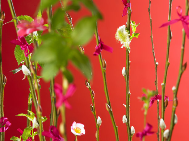 红色背景的柳树图片下载