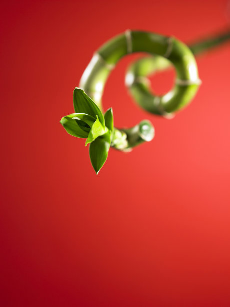 中国风水装饰竹红色背景图片下载