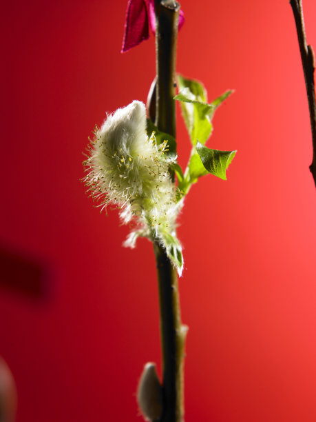 红色背景的柳树图片下载