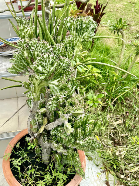 一个有很多绿色植物的盆栽的照片，有一个有很多绿色植物的盆栽。图片下载