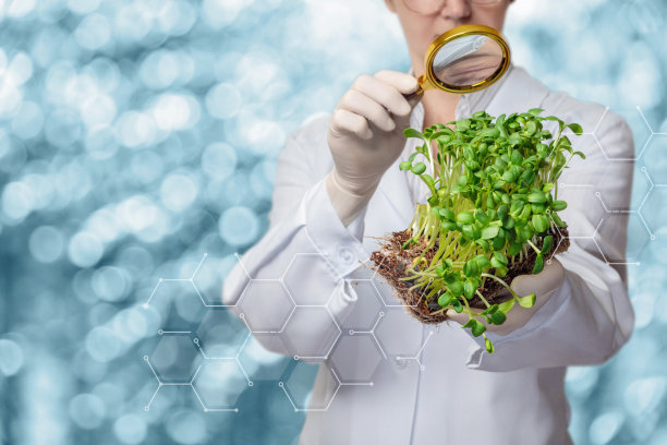 实验室助理用放大镜检查植物样本。图片下载