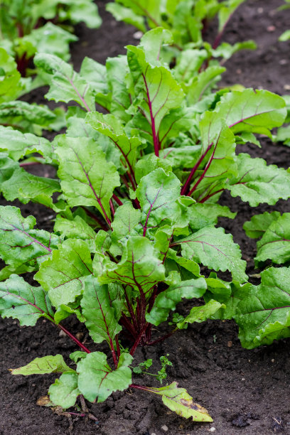花园里的甜菜根叶子。甜菜根种植可食用的根和五颜六色的沙拉叶。有机食品。宏图片下载