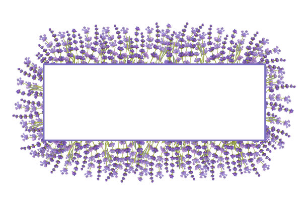 横幅框一束薰衣草花。花香水彩花束。生态天然草本植物。水彩插图孤立的白色背景。创建邀请，问候和婚礼卡片图片下载