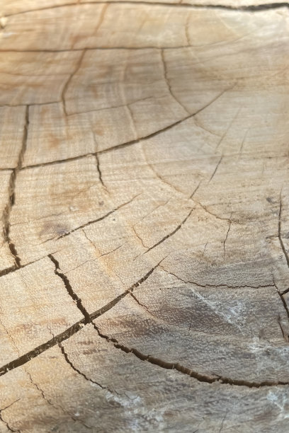 公园里一个树桩的特写。自然背景。图片下载